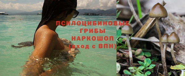 прущие грибы Абинск